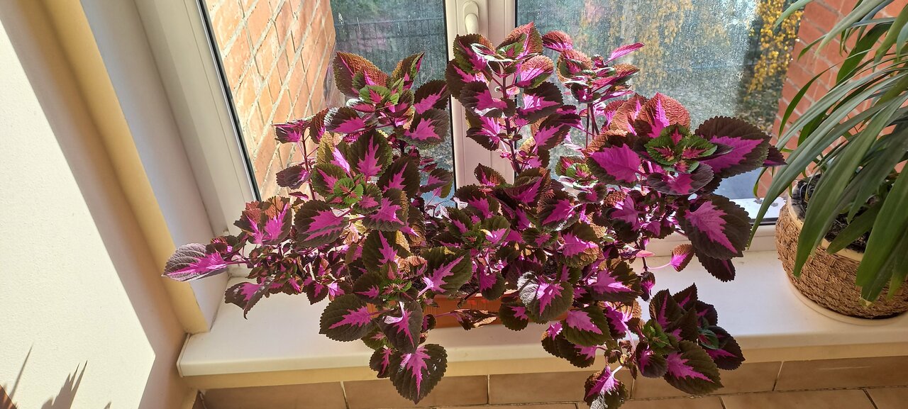 Гостиница Роза ветров Великий Новгород-95